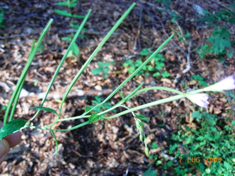 Epilobium